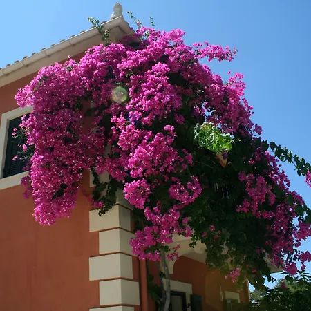 Avra Private * لاسي